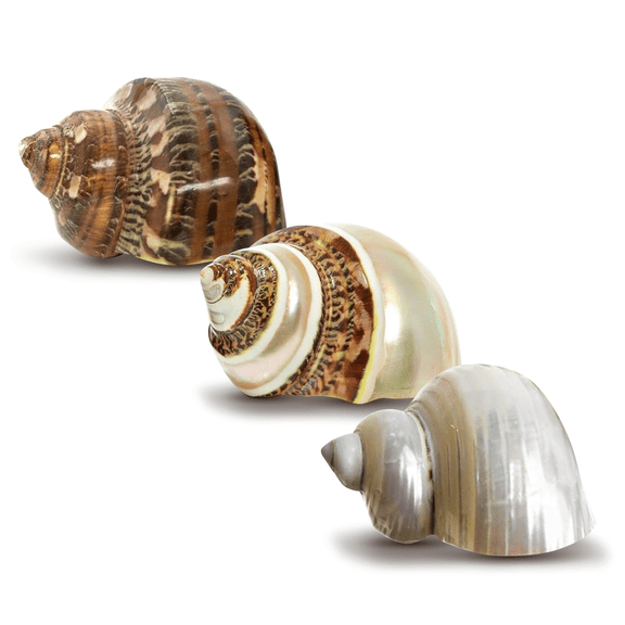 Nautical Crush Trading Hermit Crab Shells, 3 Turbo Shell 2"-2.5", Brown, Brown Banded, White Pearlized Polished, Hermit Crab House For Decor