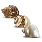 Nautical Crush Trading Hermit Crab Shells, 3 Turbo Shell 2"-2.5", Brown, Brown Banded, White Pearlized Polished, Hermit Crab House For Decor