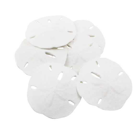 Nautical Crush Trading Sand Dollar Real Sand Dollars 2 1/2" to 3" (Set of 6) Sand Dollar Shells