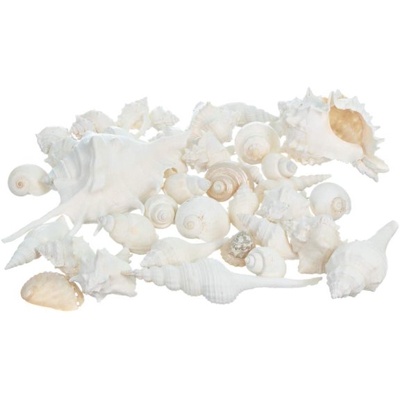 Nautical Crush Trading Sea Shells - White Real Mixed Beach Seashells (1lb) - Shells for Crafts - Ocean Decor - Beach Party Decorations - Seashell Decor - Large Shells Crafts