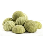 Nautical Crush Trading Sea Urchin | 12 Green Sea Urchin Shell |12 Green Sea Urchin Shells for Craft and Decor TM