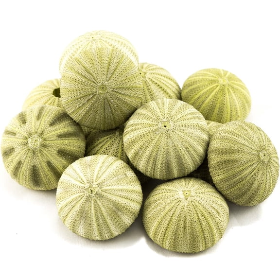 Nautical Crush Trading Sea Urchin | 12 Green Sea Urchin Shell |12 Green Sea Urchin Shells for Craft and Decor TM