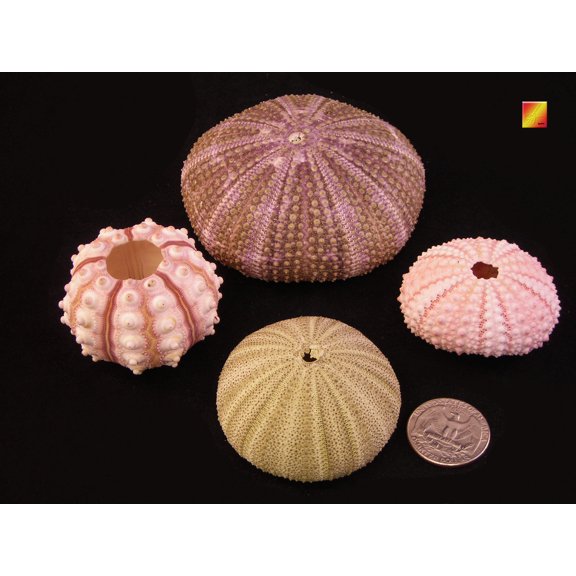 Nautical Decor Sampler: Natural Pink, Sputnik, Green and Alfonso Sea Urchins Nautical Beach Decor Crafts