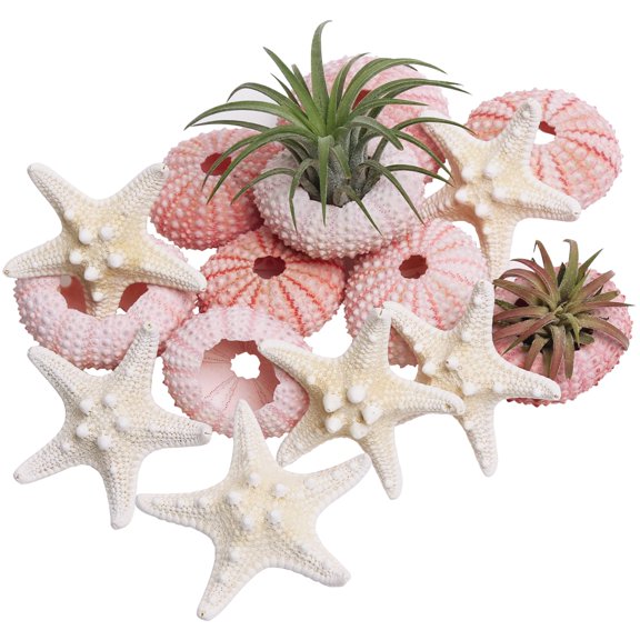 Nautical Starfish & Sea Urchin Decor Set 12pcs Natural Ocean Shells 1.3-2.95 Inch