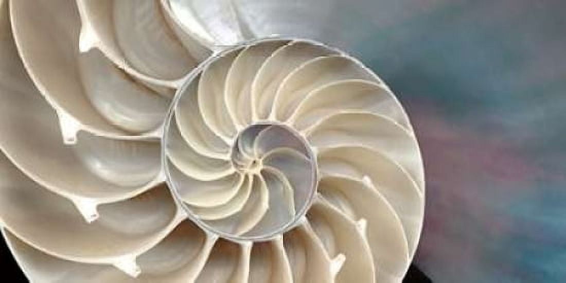 Nautilus Canvas Art - Andrew Levine (24 x 48)