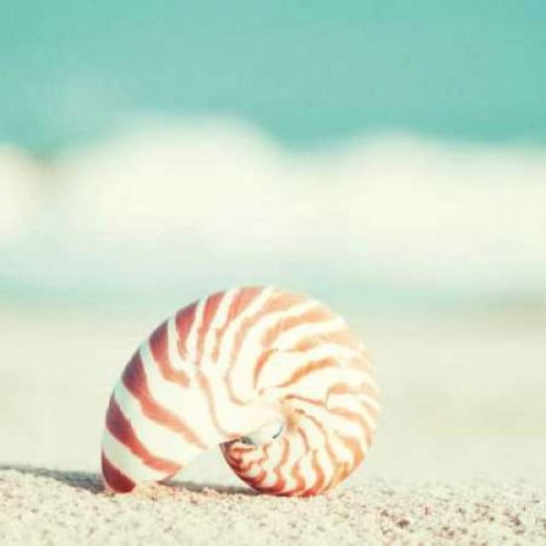 Nautilus Canvas Art - Carolyn Cochrane (24 x 24)