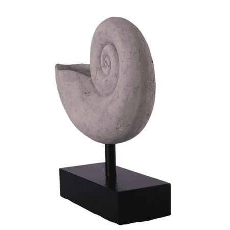 Nautilus Fossil Shell Life Size Statue