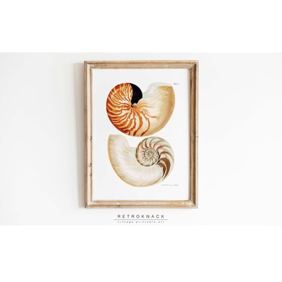 Nautilus Shell Coastal Wall Art, Unframed Paper Poster 8x10in