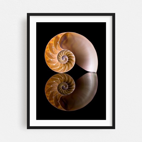 Nautilus Shell Cross Section - Photography Nautical Geometric Abstract Marine Life Nature Minimalist Pattern Black Framed Wall Art Print 5 x 7 inches