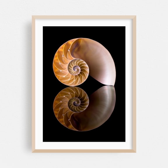 Nautilus Shell Cross Section - Photography Nautical Geometric Abstract Marine Life Nature Minimalist Pattern Oak Framed Wall Art Print 24 x 36 inches