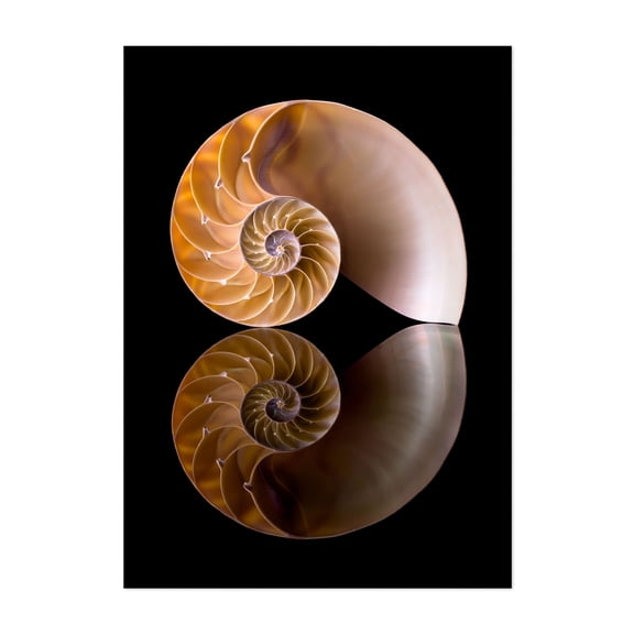 Nautilus Shell Cross Section - Photography Nautical Geometric Abstract Marine Life Nature Minimalist Pattern Unframed Wall Art Print 5 x 7 inches