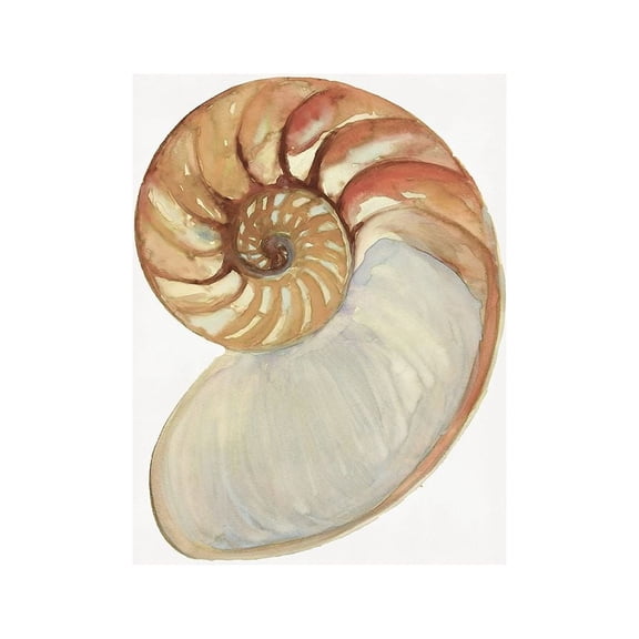 Nautilus Shell II by Stellar Design Studio