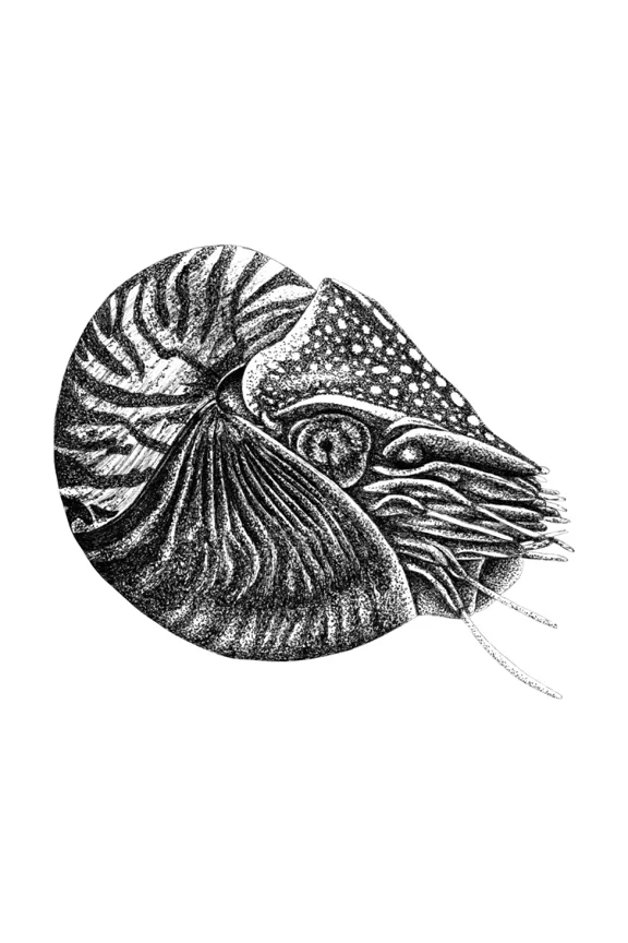 Nautilus fish lorendowdings