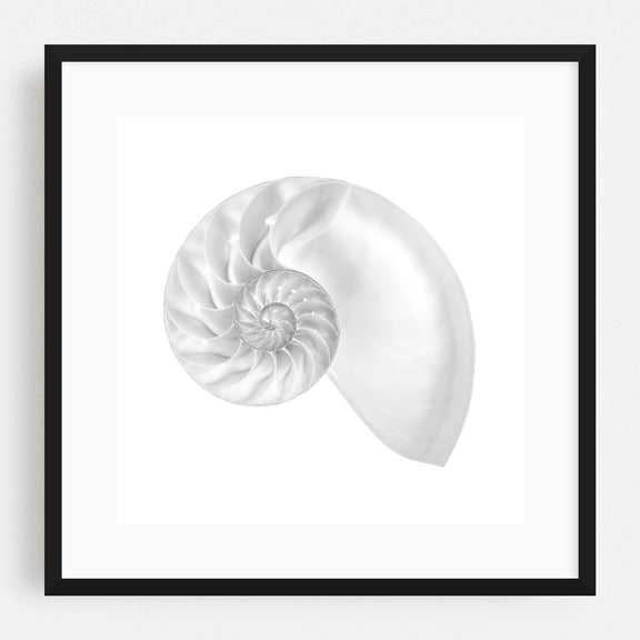 Nautilus shell - Photography Nautical Geometric Nature Minimalist Marine Life Abstract Coastal Black Framed Wall Art Print 8 x 8 inches