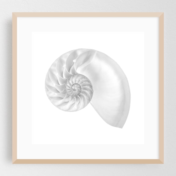Nautilus shell - Photography Nautical Geometric Nature Minimalist Marine Life Abstract Coastal Oak Framed Wall Art Print 8 x 8 inches