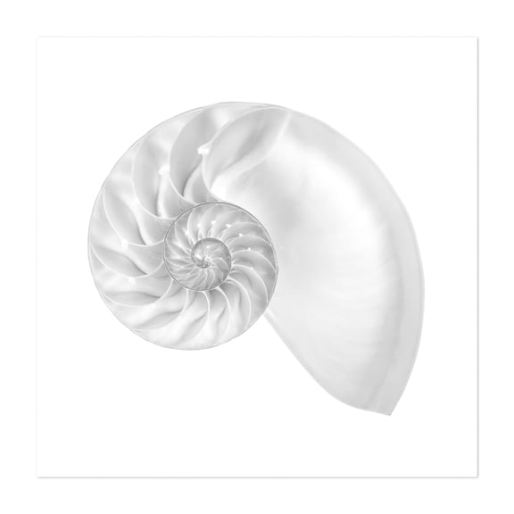Nautilus shell - Photography Nautical Geometric Nature Minimalist Marine Life Abstract Coastal Unframed Wall Art Print 6 x 6 inches