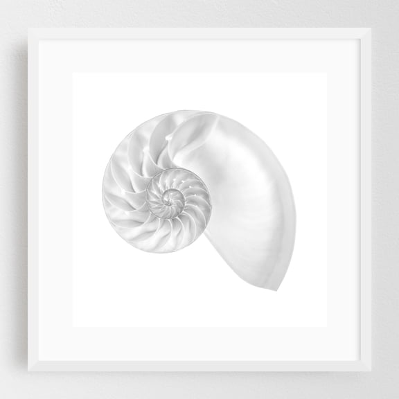 Nautilus shell - Photography Nautical Geometric Nature Minimalist Marine Life Abstract Coastal White Framed Wall Art Print 8 x 8 inches