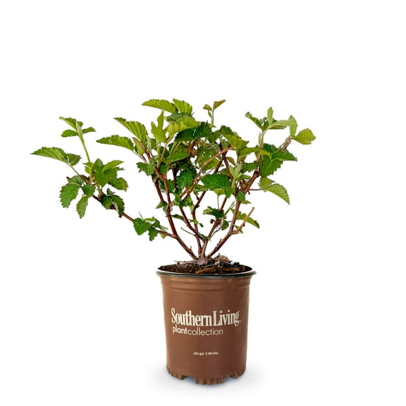 Southern Living Navaho Thornless Blackberry Bush Live Shrub in 2.5-Quart Grower Pot