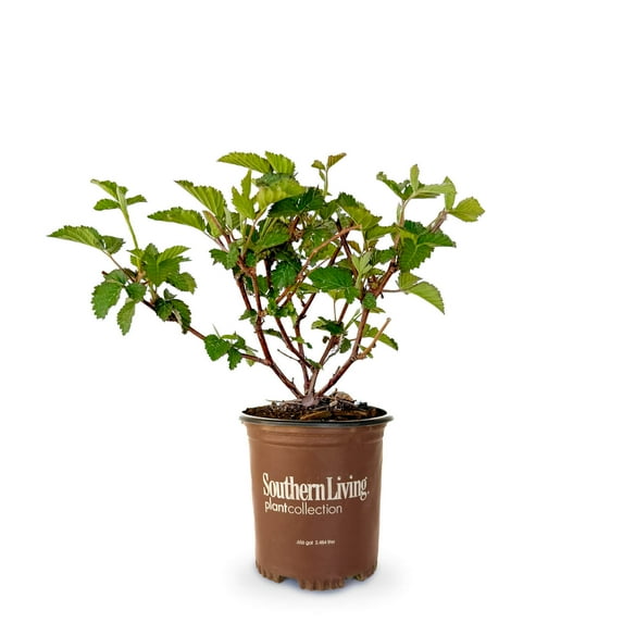 Southern Living Navaho Thornless Blackberry Bush Live Shrub in 2.5-Quart Grower Pot
