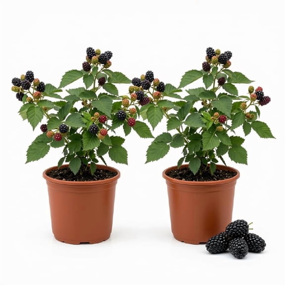 Navaho Thornless Blackberry Starter Plants, Set of 2, Full Sun, USDA Zones 6-10, Ships Bare Root, No Pot