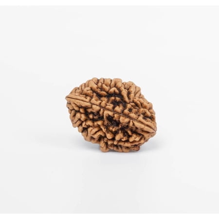 Navratan Gems Authentic 2 Mukhi Nepali Rudraksha | Twin-Faced Bead for Spiritual Connection and Balance