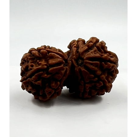 Navratan Gems Authentic Gauri Shankar Rudraksha For Men & Women– Sacred Two-Faced Bead for Spiritual Harmony (With Sliver Cap)