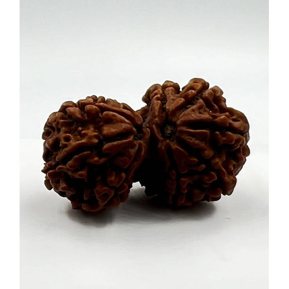 Navratan Gems Authentic Gauri Shankar Rudraksha For Men & Women– Sacred Two-Faced Bead for Spiritual Harmony (Without Sliver Cap)