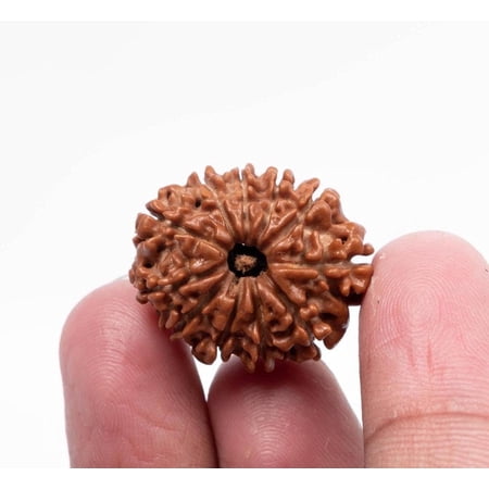 Navratan Gems Certified 11 Mukhi Nepali Rudraksha Bead | 20–30mm Natural Rudraksha for Strength & Focus | Authentic Lord Hanuman Rudraksha