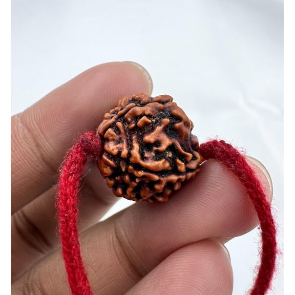 Navratan Gems Certified 5 Mukhi Rudraksha Bead | 22" Hand-Tied Red Thread for Prayer & Wellness