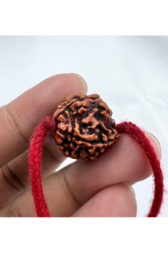 Certified 5 Mukhi Rudraksha Bead | 22" Hand-Tied Red Thread for Prayer & Wellness
