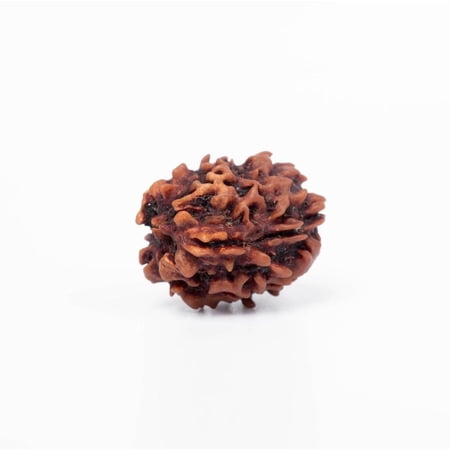 Navratan Gems Natural 3 Mukhi Nepali Rudraksha - Authentic Three-Faced Bead for Focus Size 16–24mm