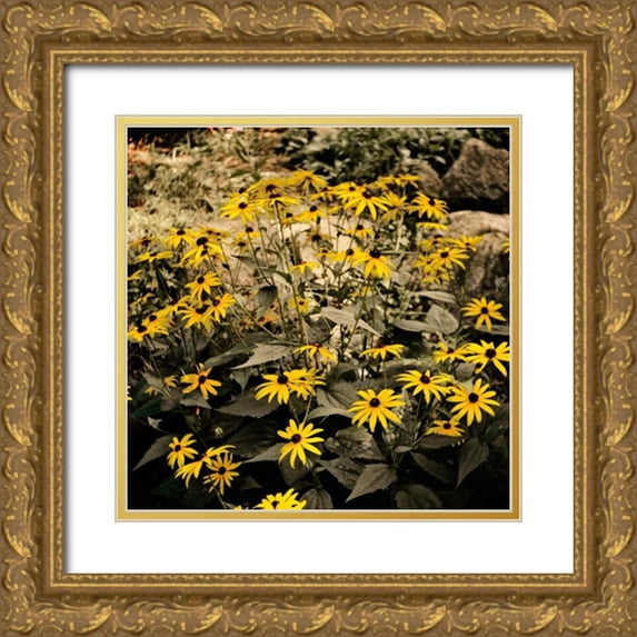 Nawrocke, Bruce 15x15 Gold Ornate Wood Framed with Double Matting Museum Art Print Titled - Yellow Daisies