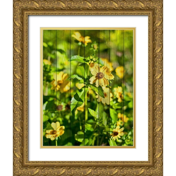 Nawrocke, Bruce 15x18 Gold Ornate Wood Framed with Double Matting Museum Art Print Titled - Daisies on Wood