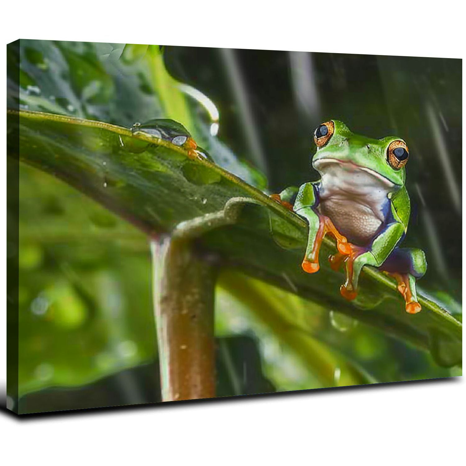 Nawypu Canvas Print Wall Art,Frog Rainy Day Modern Gallery Wall Decor