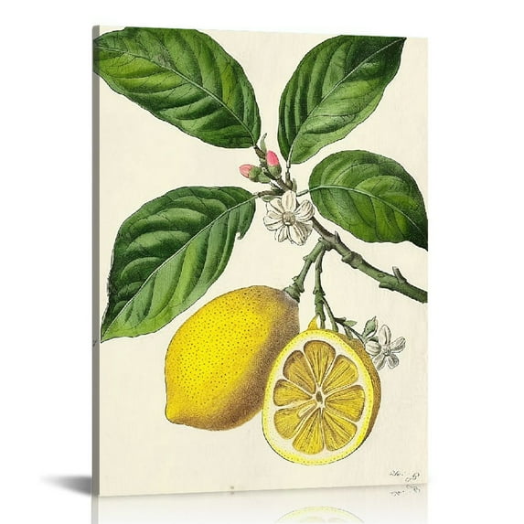 Nawypu Vintage Botanical Prints | Citrus Wall Art Kitchen Lemon Decor Mediterranean