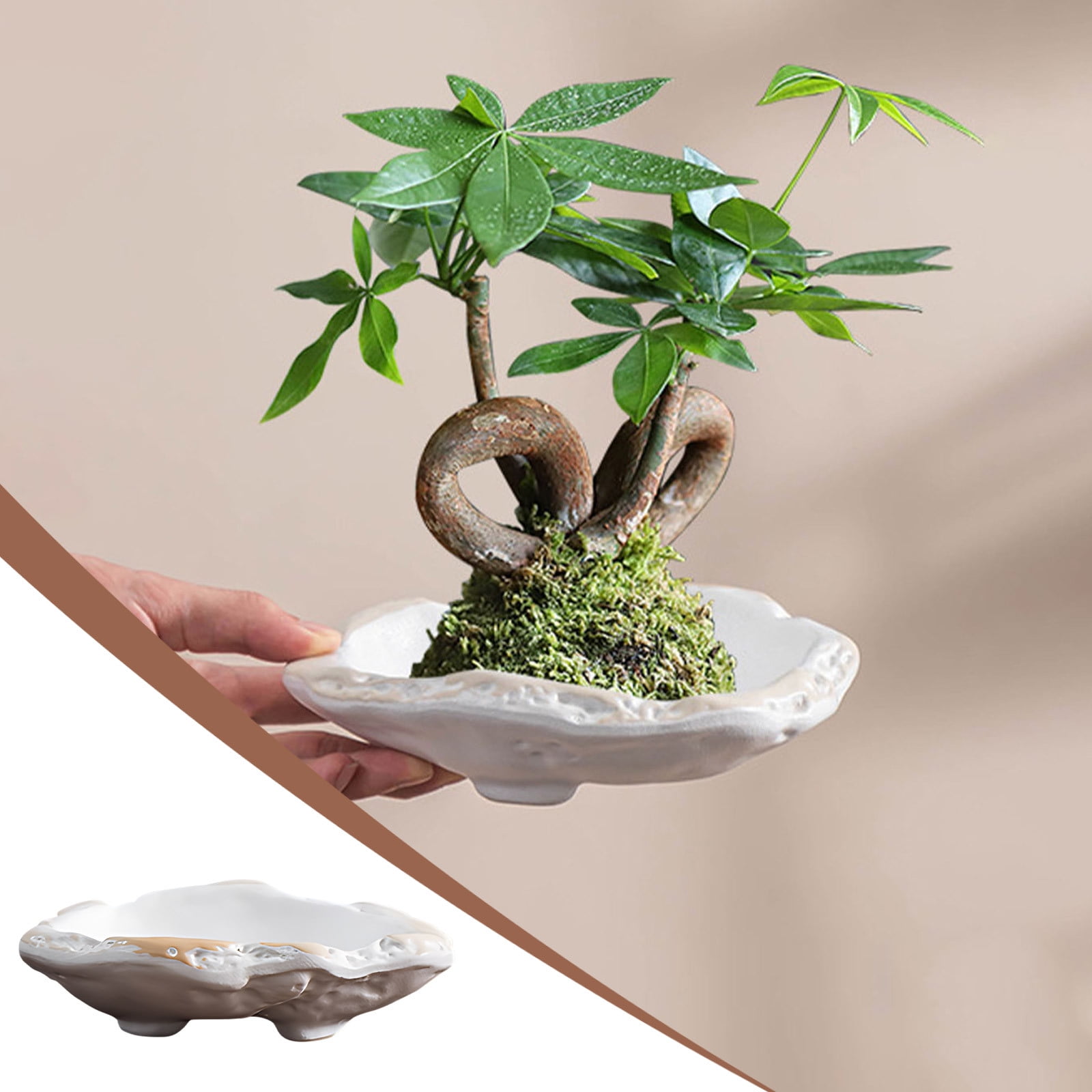 Naxoaeo Clearance Brazil Lucky Wood Brazilian Wood Lucky Plants Indoor naxoaeo-clearance-brazil-lucky-wood-brazilian-wood-lucky-plants-indoor