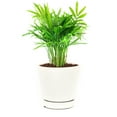 thumbnail image 1 of Neanthe Bella Palm - 4 inch + Minimalist Pot, 1 of 10