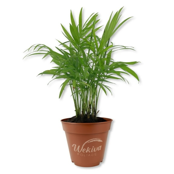Neanthe Bella Parlor Palm - 1 Live Starter Plant - Chamaedorea Elegans - Beautiful Elegant Lush Tropical Easy Care Indoor Houseplant