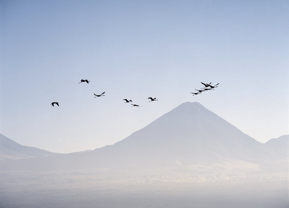 Near San Pedro de Atacama Chile Flamingos Flying Over The Andes Canvas Art - Ian Cumming Design Pics (32 x 24)
