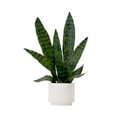 thumbnail image 1 of Nearly Natural 16in. Artificial Sansevieria Snake Plant with Decorative Planter , Green, 1 of 5