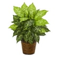 thumbnail image 1 of Nearly Natural 19in. Dieffenbachia Artificial Plant in Basket, 1 of 3