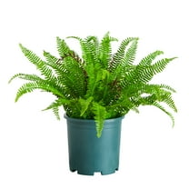 Nearly Natural 23in. UV Resistant Artificial Boston Fern Plant with Real Touch Leaves (Indoor/Outdoor)