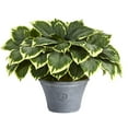 thumbnail image 1 of 23in. Variegated Hosta Artificial Plant in Gray Planter, 1 of 3