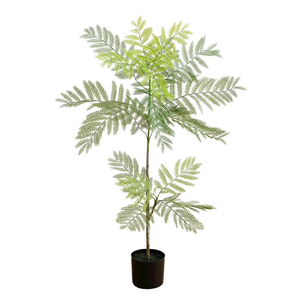 3.5ft Green Jacaranda Tree in Black Plastic Nursery Pot