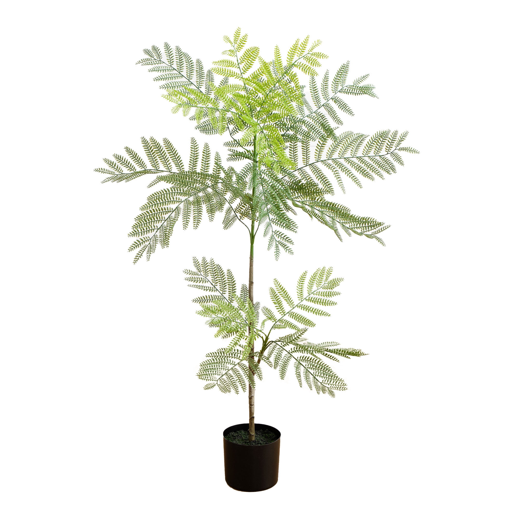 3.5ft Green Jacaranda Tree in Black Plastic Nursery Pot