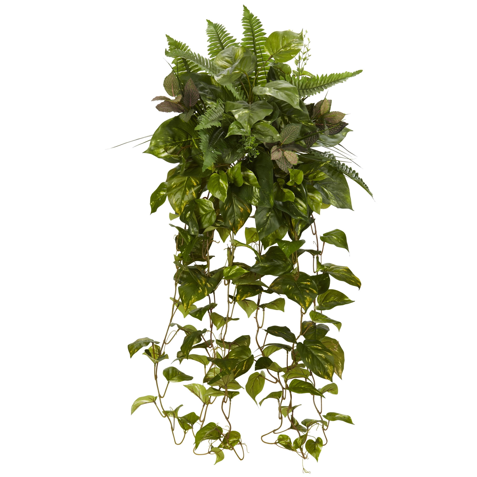 peace lily plant seeds 10 PEACE LILY Spathiphyllum Wallisii Houseplant White Sails / Spathe Flower  Seeds