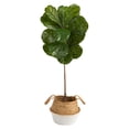 thumbnail image 1 of Nearly Natural 4' Fiddle Leaf Artificial Trees in Planter, 1 of 4