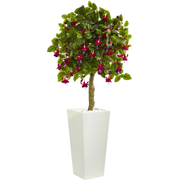crossandra plant Crossandra Orange Marmalade Bush main image 0