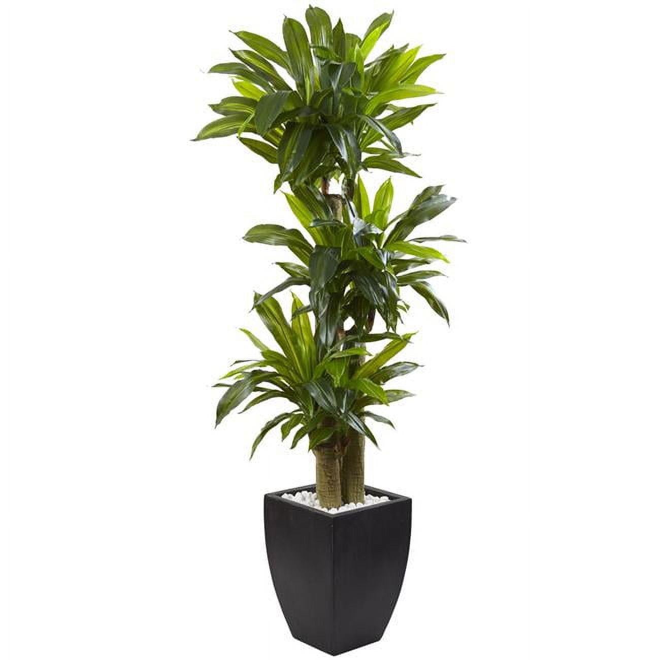 5.5ft Green Artificial Corn Stalk Dracaena with Black Planter