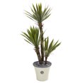thumbnail image 1 of Nearly Natural 53in. Yucca Artificial Tree in Decorative Planter, Green, 1 of 2